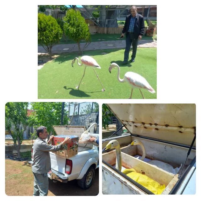 کشف قو و فلامینگو از یک منزل شخصی در کرج + عکس