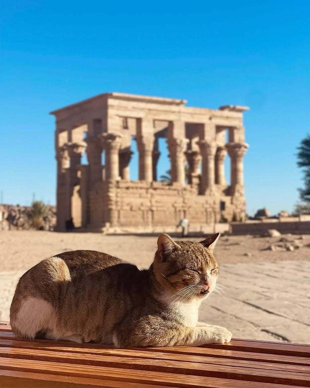 حکمرانی گربهها در میراث مقدس فراعنه | عکس