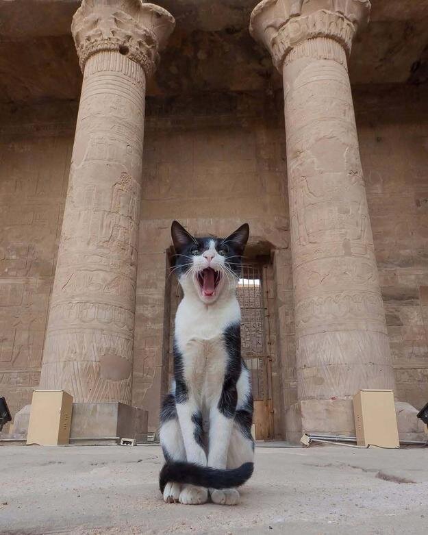 حکمرانی گربهها در میراث مقدس فراعنه | عکس
