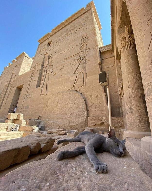 حکمرانی گربهها در میراث مقدس فراعنه | عکس