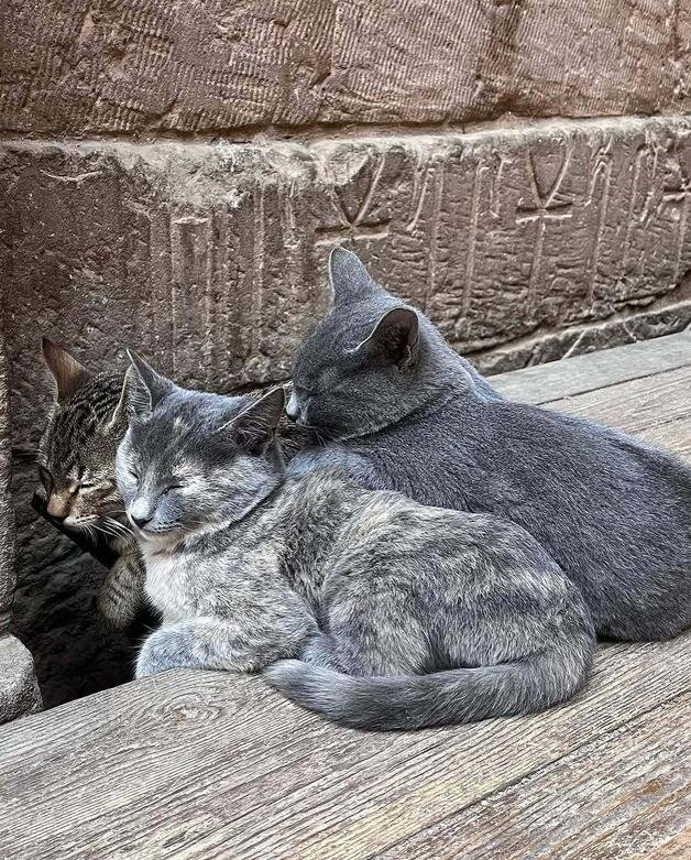 حکمرانی گربهها در میراث مقدس فراعنه | عکس