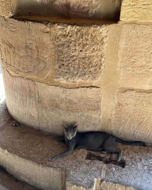 حکمرانی گربهها در میراث مقدس فراعنه | عکس