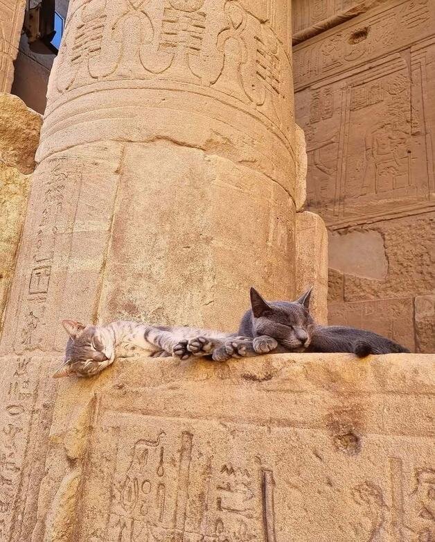 حکمرانی گربهها در میراث مقدس فراعنه | عکس