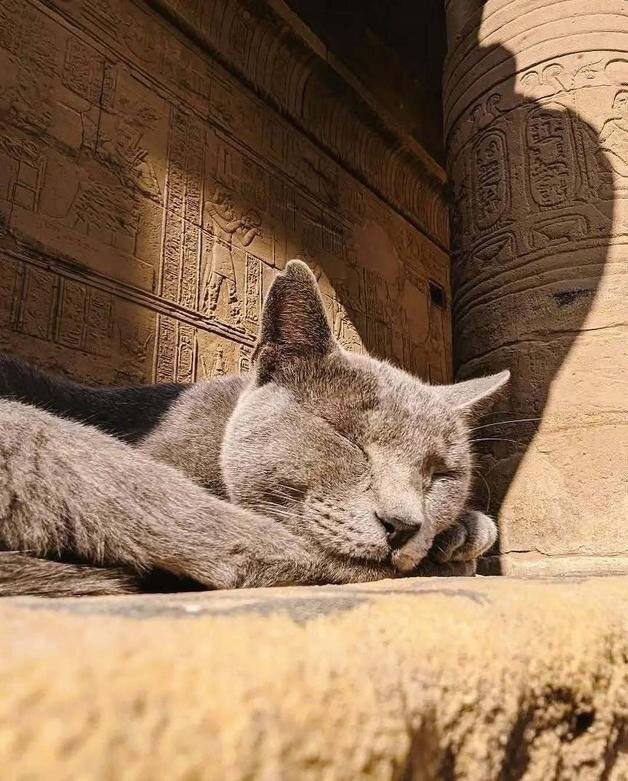 حکمرانی گربهها در میراث مقدس فراعنه | عکس