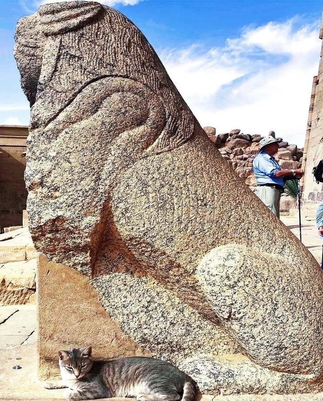 حکمرانی گربهها در میراث مقدس فراعنه | عکس