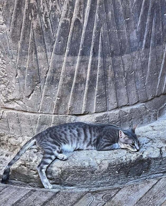 حکمرانی گربهها در میراث مقدس فراعنه | عکس