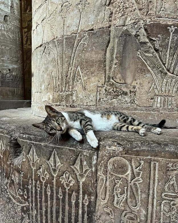 حکمرانی گربهها در میراث مقدس فراعنه | عکس