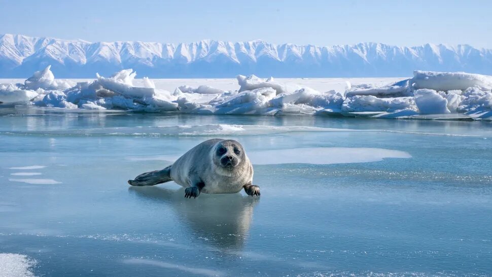 اسرار یک جواهر ۲۵ میلیونساله در میان شکافهای قارهای