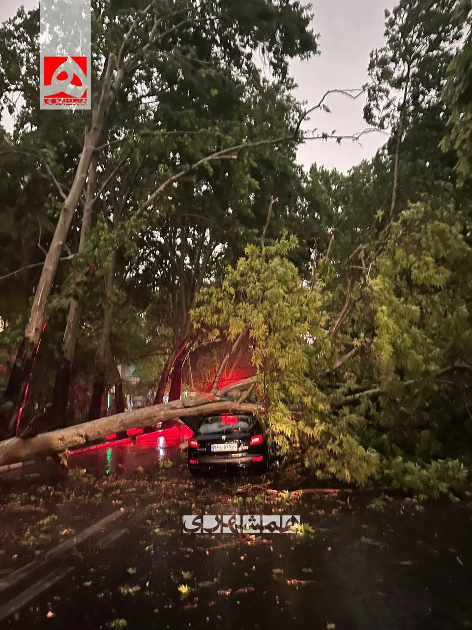 سقوط درخت بر روی خودروی پژو207 در تهران | تصاویر