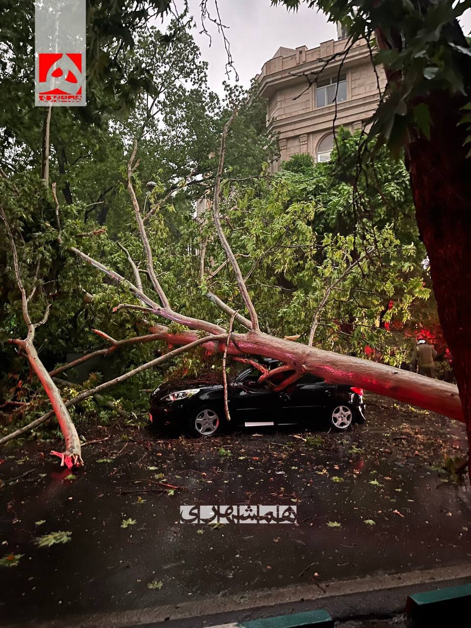 سقوط درخت بر روی خودروی پژو207 در تهران | تصاویر