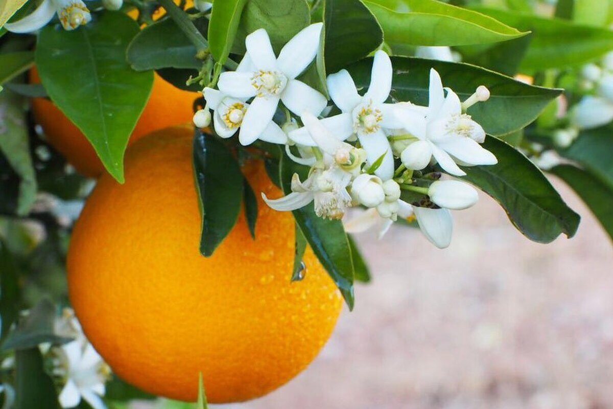 یک پرتقال در روز شاید افسردگی را از شما دور کند