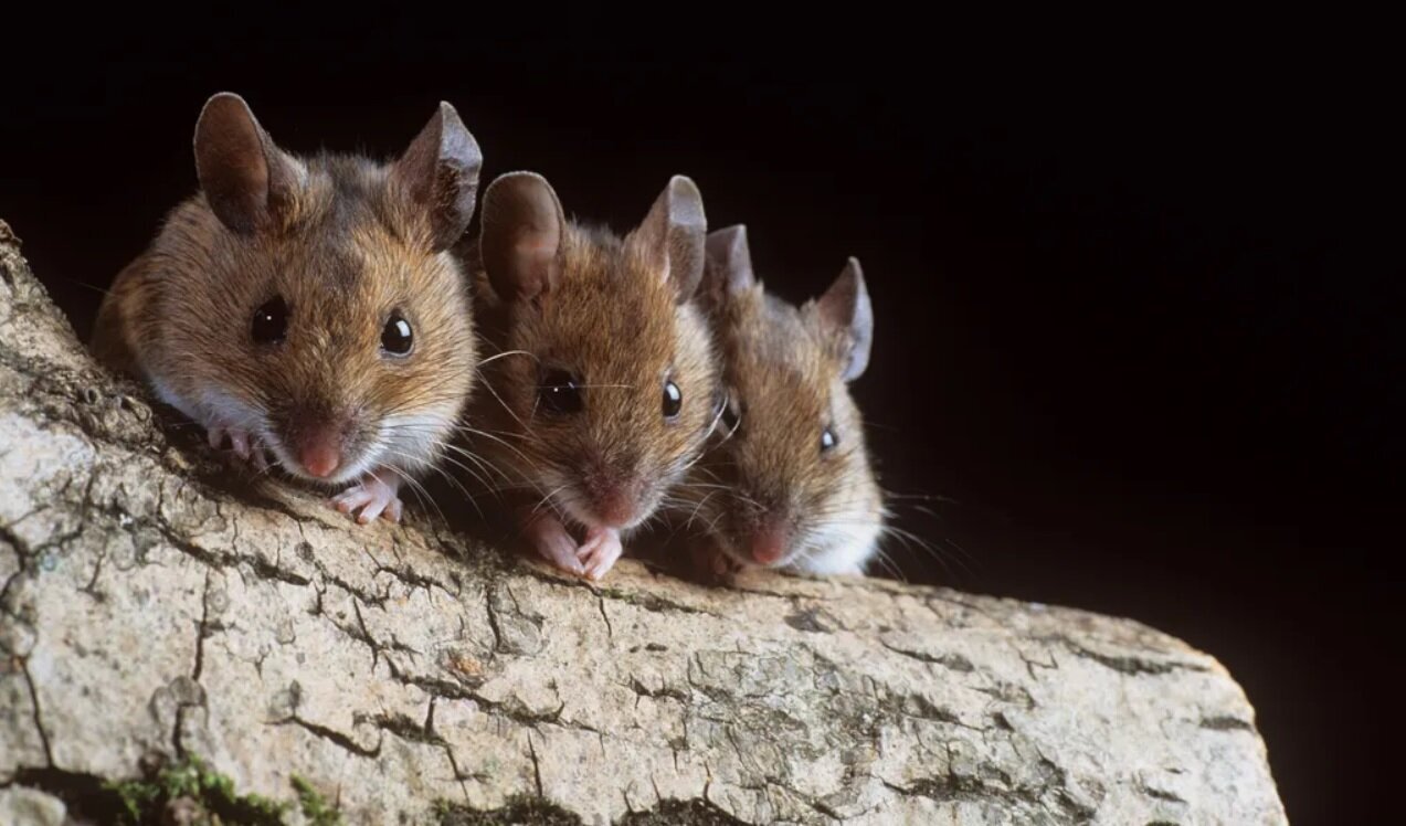 موشهای کور به لطف طلا، دوباره دیدند؛ آیا نوبت انسانها رسیده؟