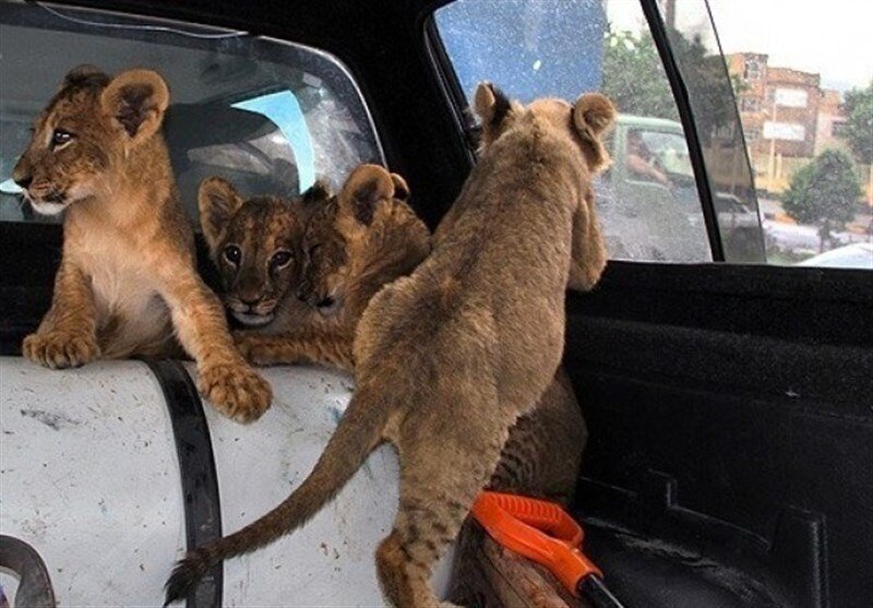 حیوانات عجیب در خانه ایرانی ها | انتخاب حیوان خانگی سلیقه ای نیست | جنگ آینده جنگ ژن هاست