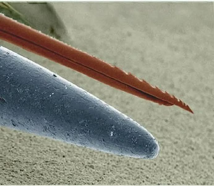 مقایسه باورنکردنی نیش زنبور با نوک سوزن | عکس