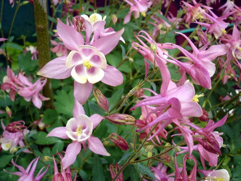 چای تاج الملوک مرگ آور است!