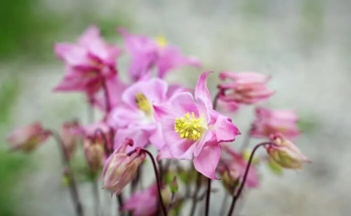 چای تاج الملوک مرگ آور است!