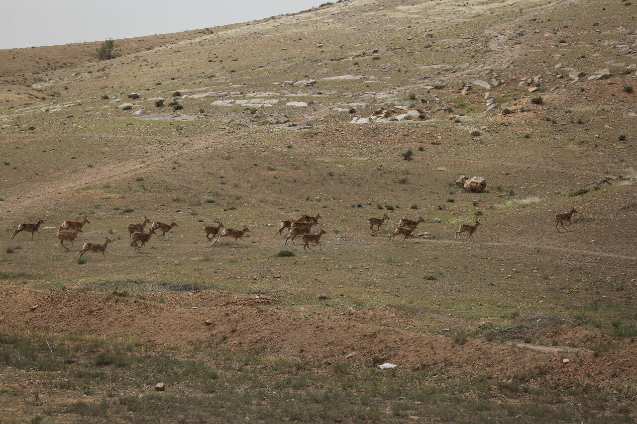 قراولان سرخه حصار | یک روز در کنار محیطبانان حیاتوحش که مهربانند و سختکوش