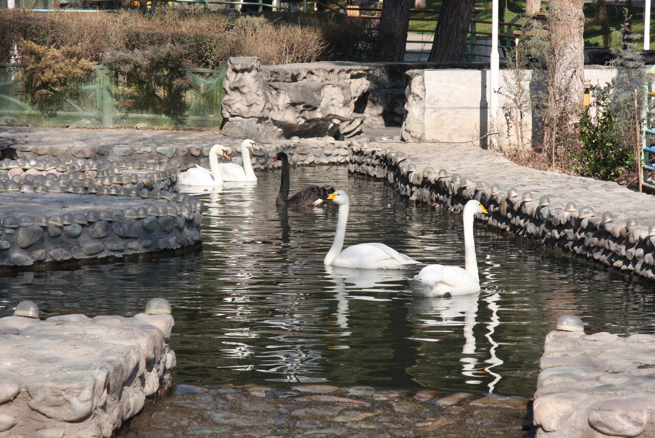 پارک ساعی چطور در حاشیه خیایان ولیعصر شکل گرفت؟