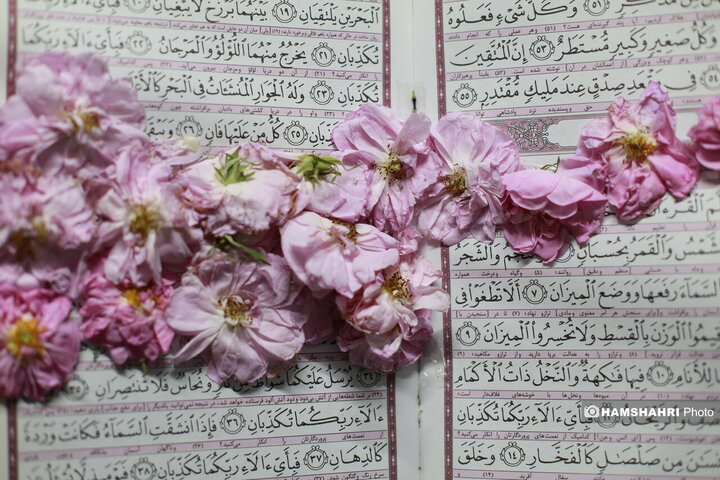 افتتاح اولین گل باغ محمدی پایتخت