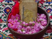 گلابگیری در مسیر بادهای سرد