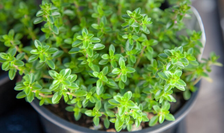 چیکار کنیم مگس از خانه برود ؟