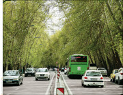 واقعیت ماجرای درختان باغ فردوس