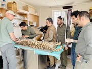 راه حل جدید حفاظت از یوزها: حصار الکتریکی | آیا ایران و فیروز امکان زادآوری دارند؟