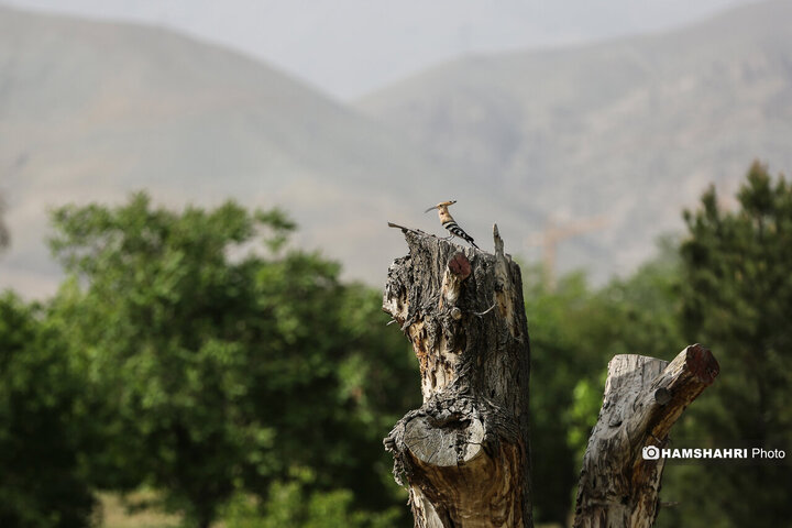 طبیعت زیبای بهار در باغ گیاه شناسی ملی ایران