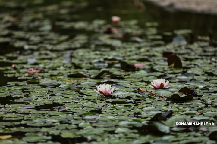 طبیعت زیبای بهار در باغ گیاه شناسی ملی ایران