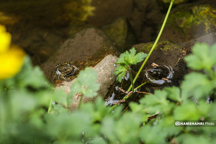 طبیعت زیبای بهار در باغ گیاه شناسی ملی ایران