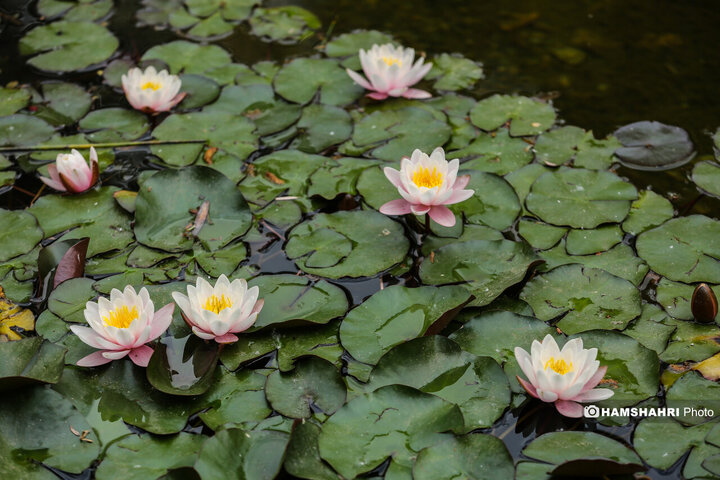 طبیعت زیبای بهار در باغ گیاه شناسی ملی ایران