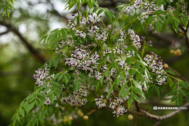 طبیعت زیبای بهار در باغ گیاه شناسی ملی ایران