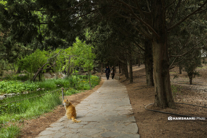 طبیعت زیبای بهار در باغ گیاه شناسی ملی ایران