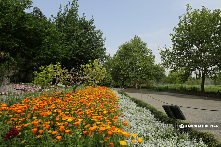 طبیعت زیبای بهار در باغ گیاه شناسی ملی ایران