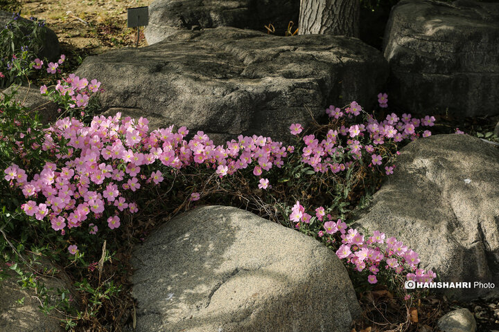 طبیعت زیبای بهار در باغ گیاه شناسی ملی ایران
