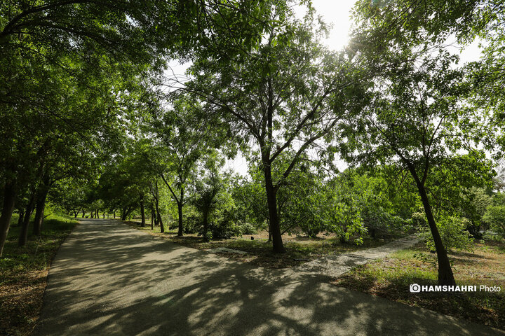طبیعت زیبای بهار در باغ گیاه شناسی ملی ایران