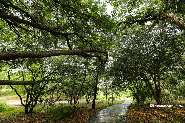 طبیعت زیبای بهار در باغ گیاه شناسی ملی ایران