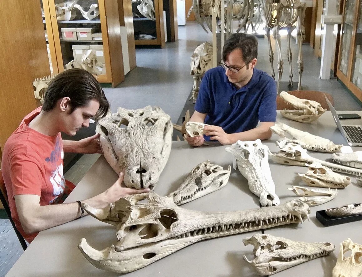 از هیولای مرداب تا شکارچی دایناسورها | داستان دایناسوکوکوس با دندانهایی به بزرگی موز!