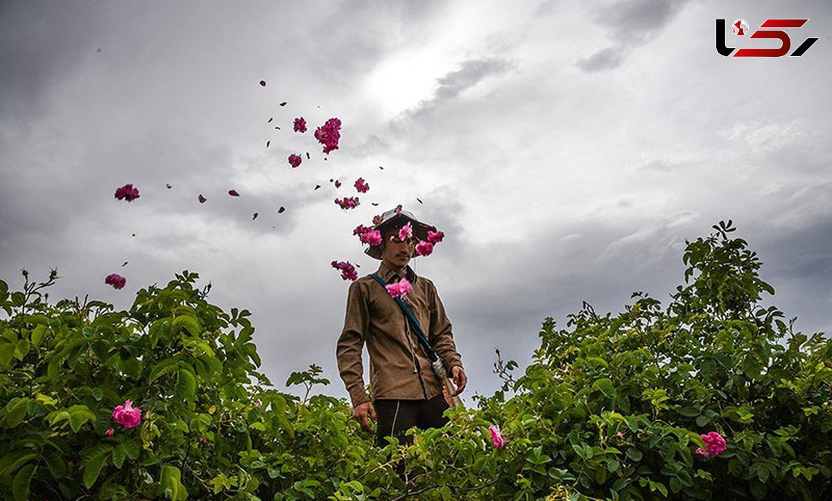 قمصرگردی اطراف پایتخت