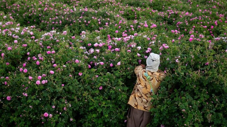 قمصرگردی اطراف پایتخت