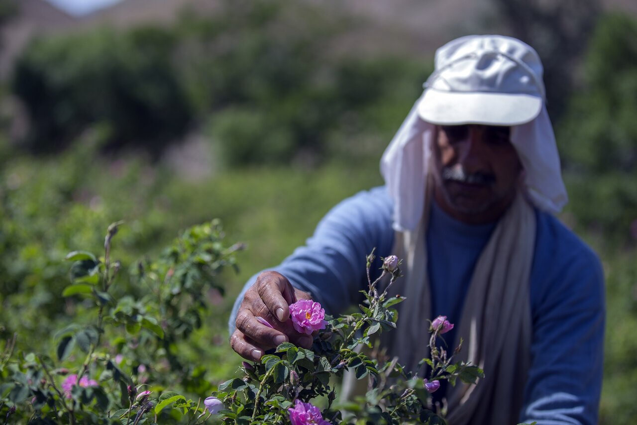 گلابگیری به روش سنتی