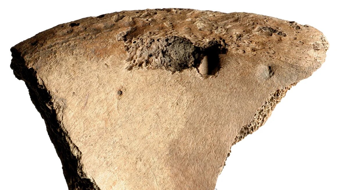 رمزگشایی از یک اسکلت ۱۸۰۰ساله | اسرار تلخ برد با شیر در گورستان گلادیاتورها