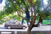 به این چند دلیل، دست به توت‌های‌ درخت‌های تهران نزنید
