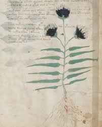 این کتاب ۶۰۰ سالۀ مرموز را هیچکس نمیتواند بخواند! | عکس