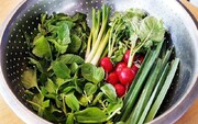 چطور سبزی‌ها را تازه نگه داریم؟ فوت‌وفن نگهداری سبزیجات