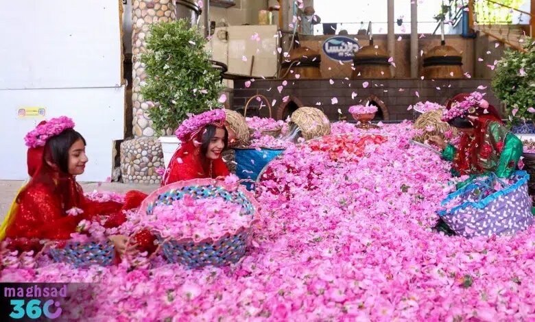 برای تماشای گلابگیری به این مقاصد سفر کنید