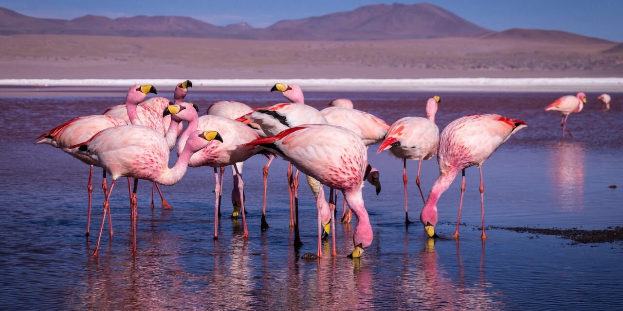 کشمکش بر سر مرجعیت تنوع زیستی | هیات دولت تکلیف را روشن می کند