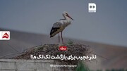 فیلم| نذرعجیب جوانان برای بازگشت لک‌لک‌ها