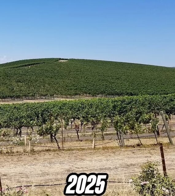 سرنوشت غمانگیز پربینندهترین عکس تاریخ!