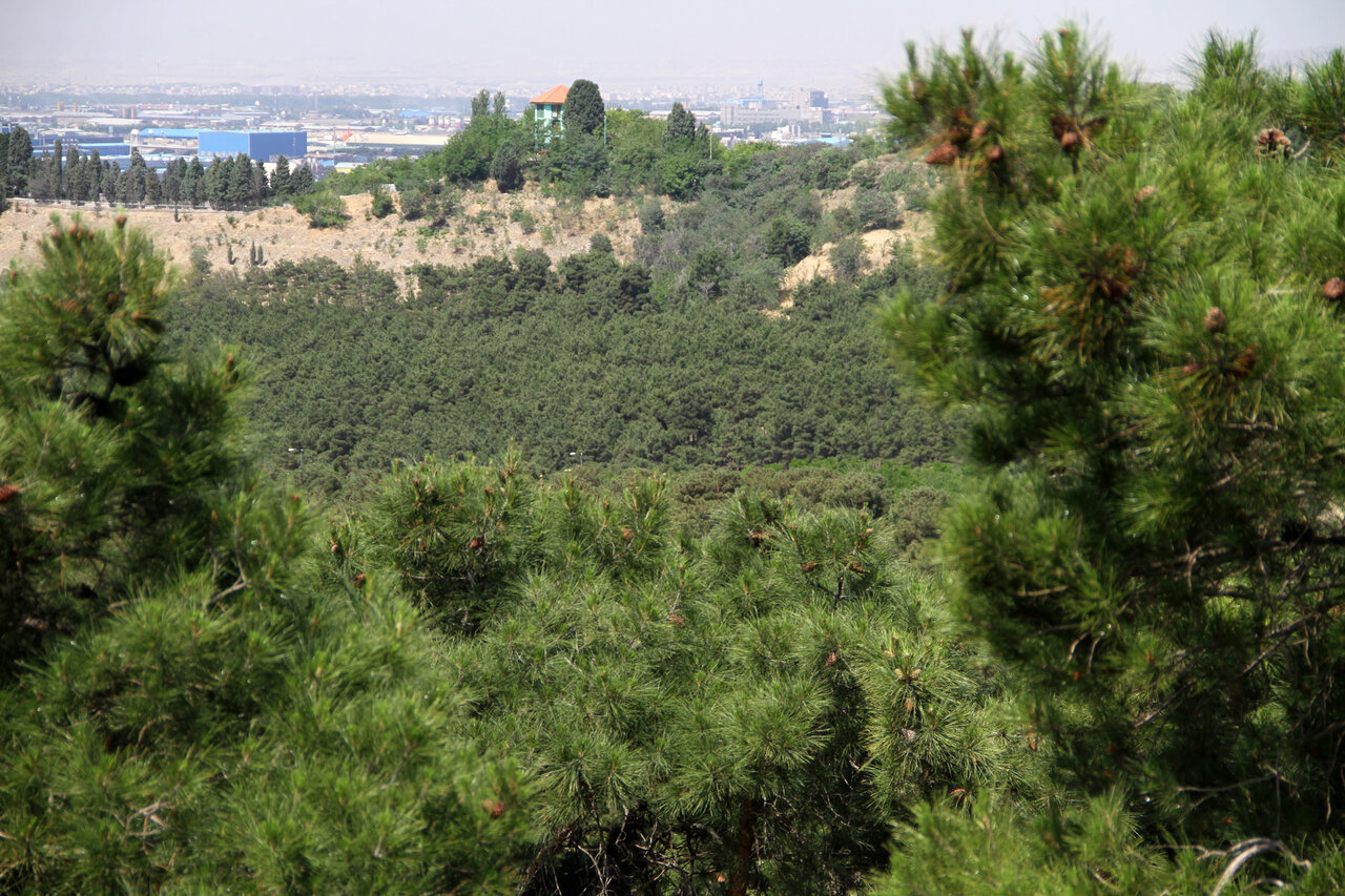 چیتگر
